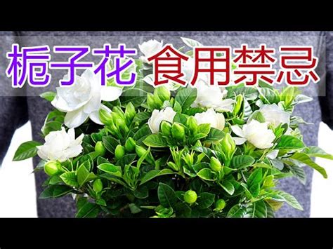 槴子花功效